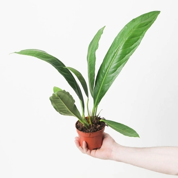 Anthurium 'Big Bill' 
