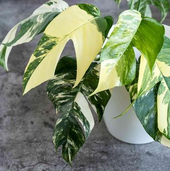 Epipremnum pinnatum 'Albo'