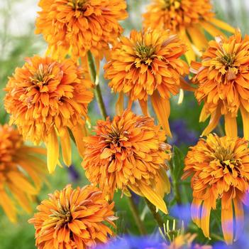 Echinacea 'Marmalade' PP22602