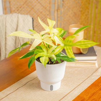 Philodendron 'Florida Ghost'