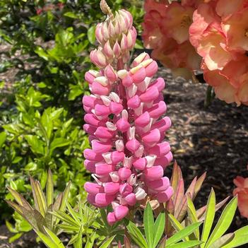 Lupinus polyphyllus 'Gallery Pink'