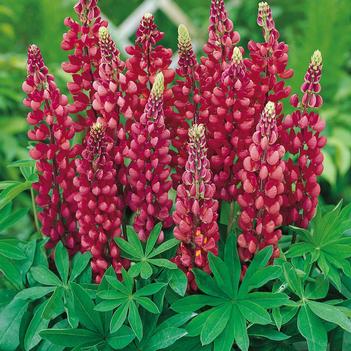 Lupinus polyphyllus 'Gallery Red'
