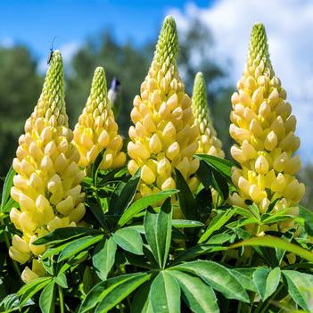 Lupinus polyphyllus 'Gallery Yellow'