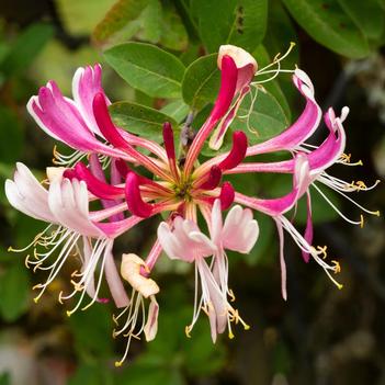 Lonicera periclymenum 'Serotina'