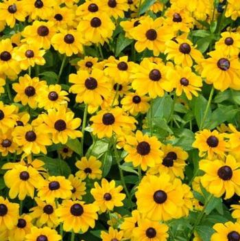 Rudbeckia Fulgida 'Toto® Gold' PP19740
