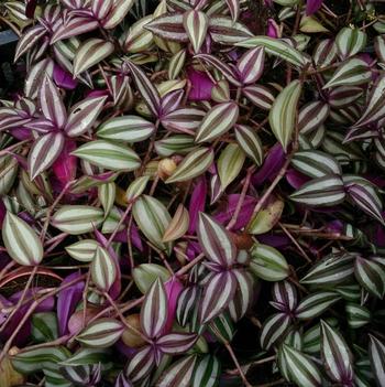Tradescantia zebrina 'Purpusii'