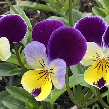 Viola tricolor
