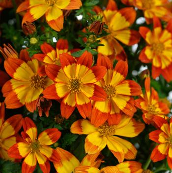 Bidens ferulifolia 'Blazing™ Flame' PP19,053