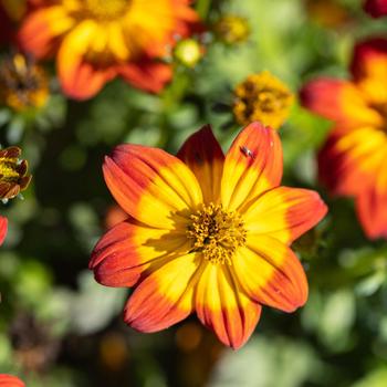 Bidens ferulifolia 'Blazing™ Flame' (314023)