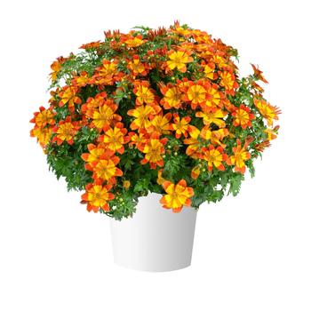 Bidens ferulifolia 'Blazing™ Flame' (314024)