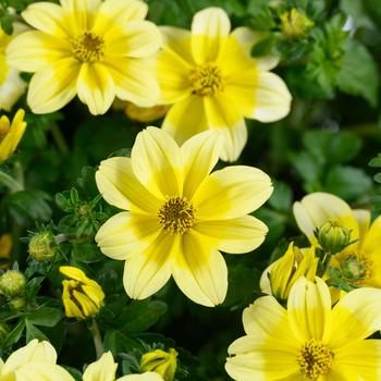 Bidens aurea 'Yellow Splash Improved'