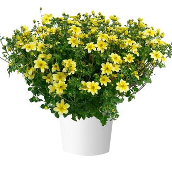 Bidens aurea 'Yellow Splash Improved' (314028)