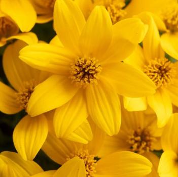 Bidens 'Stellar Gold'