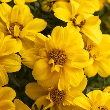 Bidens 'Stellar Double Gold'