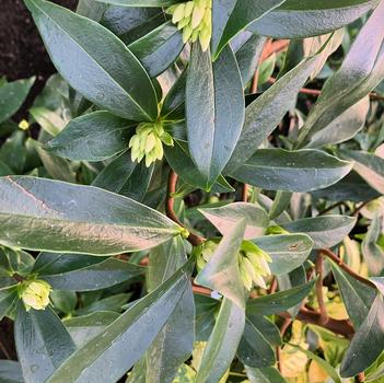 Daphne 'DapJur01' PP27662