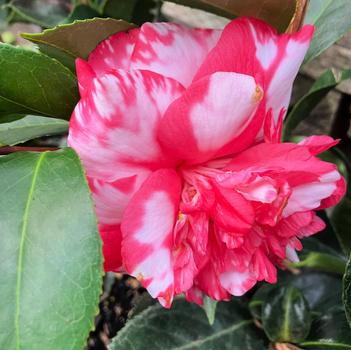 Camellia japonica 'Daikagura Variegated'