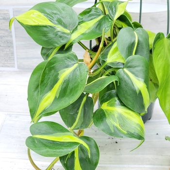 Philodendron hederaceum 'Brasil' 