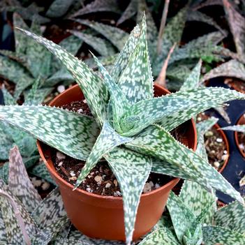 Aloe 'White Fox'