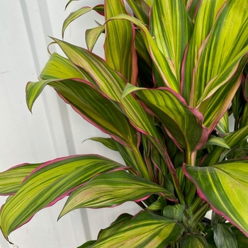 Cordyline fruticosa 'Kiwi' 