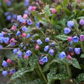 Pulmonaria 'Pink a Blue' (314053)