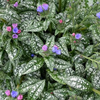 Pulmonaria 'Pink a Blue' (314054)