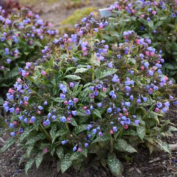 Pulmonaria 'Pink a Blue' (314055)