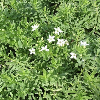 Myoporum parvifolium