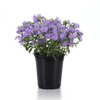 Phlox Candy Cloud&trade; '' (314059)