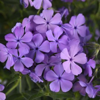 Phlox 