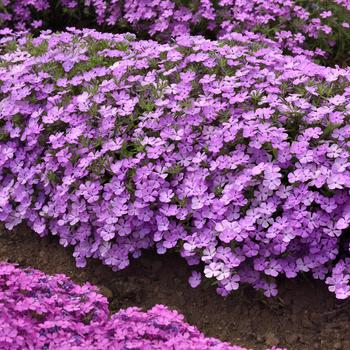 Phlox Candy Cloud&trade; '' (314062)