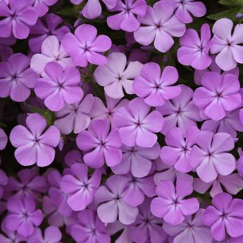 Phlox 
