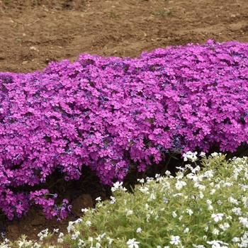 Phlox Candy Cloud&trade; '' (314064)