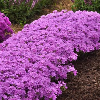 Phlox Candy Cloud&trade; '' (314066)