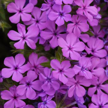 Phlox 