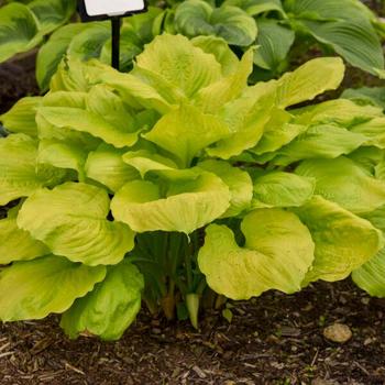 Hosta 'Seasons in the Sun' (314070)