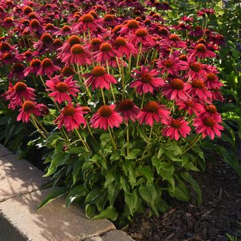 Echinacea purpurea 'Hot Pink' PPAF