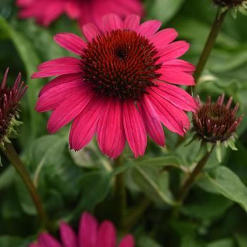 Echinacea purpurea Sombrero Poco&trade; 'Hot Pink' (314078)