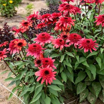Echinacea Double Dipped&reg; 'Raspberry Ripple' (314079)