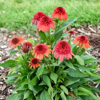 Echinacea Double Dipped™ 'Jamberry' (314080)