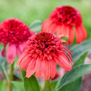 Echinacea Double Dipped™ 'Jamberry' (314081)