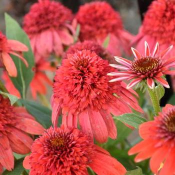Echinacea 'Jamberry' PP22708P2