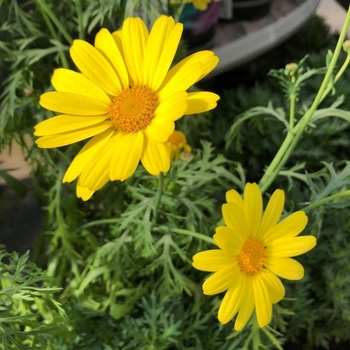Argyranthemum frutescens 'Sunny Spring™' USPP15973P2