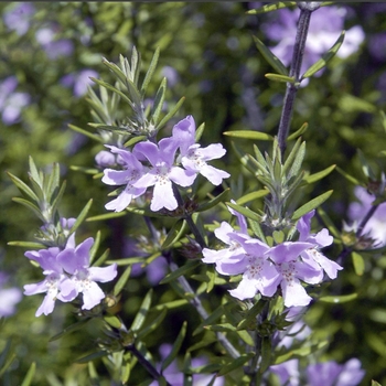 Westringia 'Amethyst' 