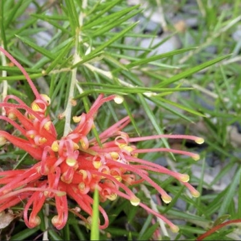 Grevillea 'Superb' 