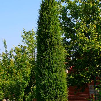Juniperus virginiana 'Taylor'