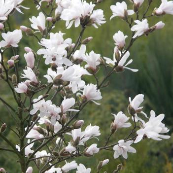 Magnolia stellata 'Royal Star'