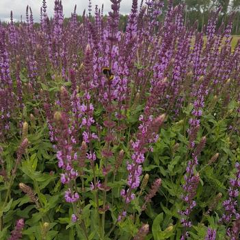 Salvia nemorosa 'Caramia'