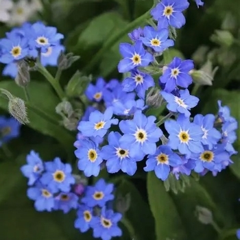 Myosotis sylvatica 'Mon Amie Blue' 