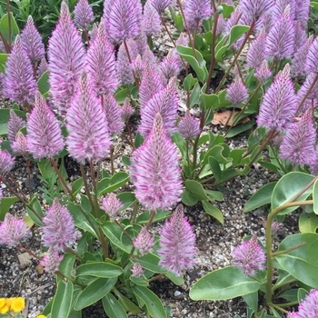 Ptilotus exaltatus 'Joey&reg;' USPP26798P2