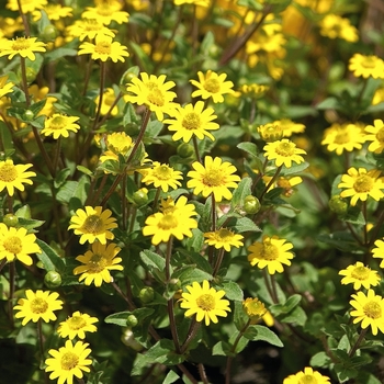 Sanvitalia speciosa 'Million Suns'